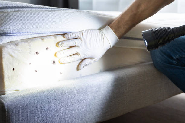 Best Mosquito Control Services  in West Concord, MA